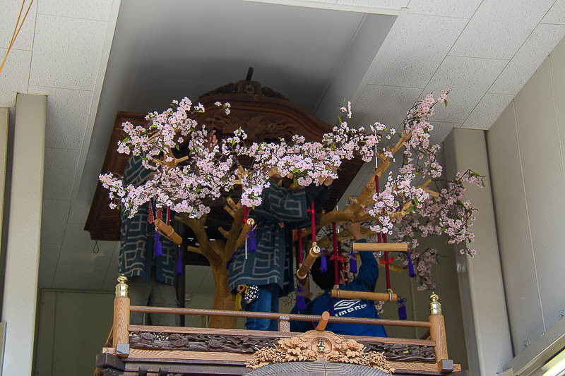 桜木(西組ではボクと呼んでいます)に花を咲かせます。 からくり人形の演技を行う前に枝と綾を設置し、桜花を飾ります。そして終了後に再び外す作業が必要です。