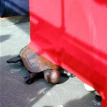 第13回 亀を助けろ!