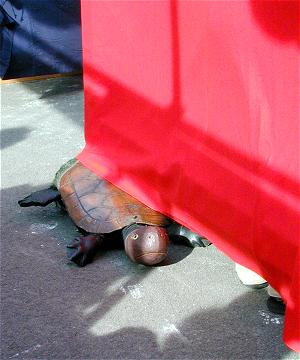 第13回 亀を助けろ!