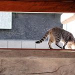 第8回 我が輩は猫である