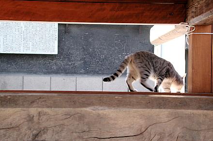 第8回 我が輩は猫である