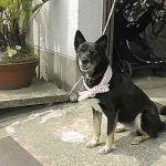 第16回目 祭り好きのワンちゃん