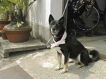 第16回目 祭り好きのワンちゃん