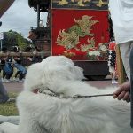 第25回 唐獅子と犬