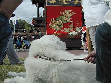 第25回 唐獅子と犬