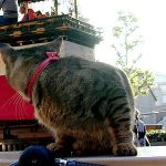 第34回 山車好きな猫