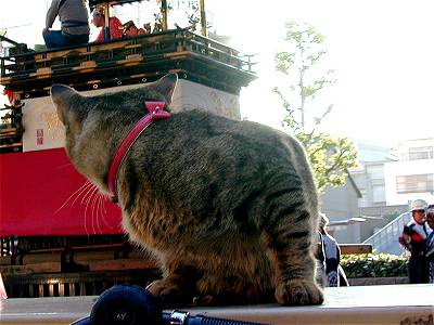 第34回 山車好きな猫