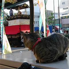 第34回 山車好きな猫