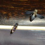 第5図 ホンモノを見る目を養おう