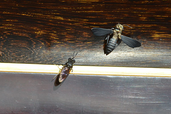 第5図 ホンモノを見る目を養おう