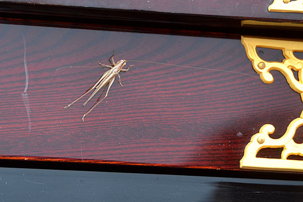 第5図 ホンモノを見る目を養おう