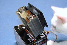 撮影中に好奇心旺盛なこじろーがこれは なんじゃ、食えるのか？とやってきた(^_^;)