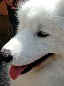 第30回 白クマ君